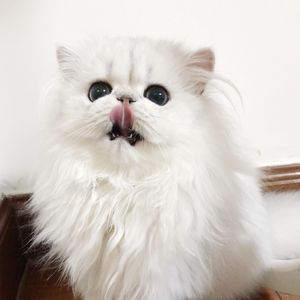 吴健三级无删减版全部
