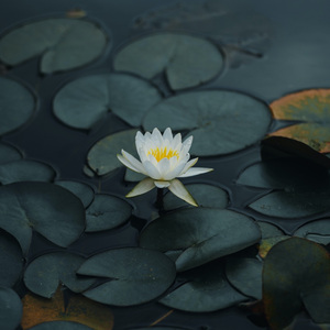 吴健三级无删减版全部
